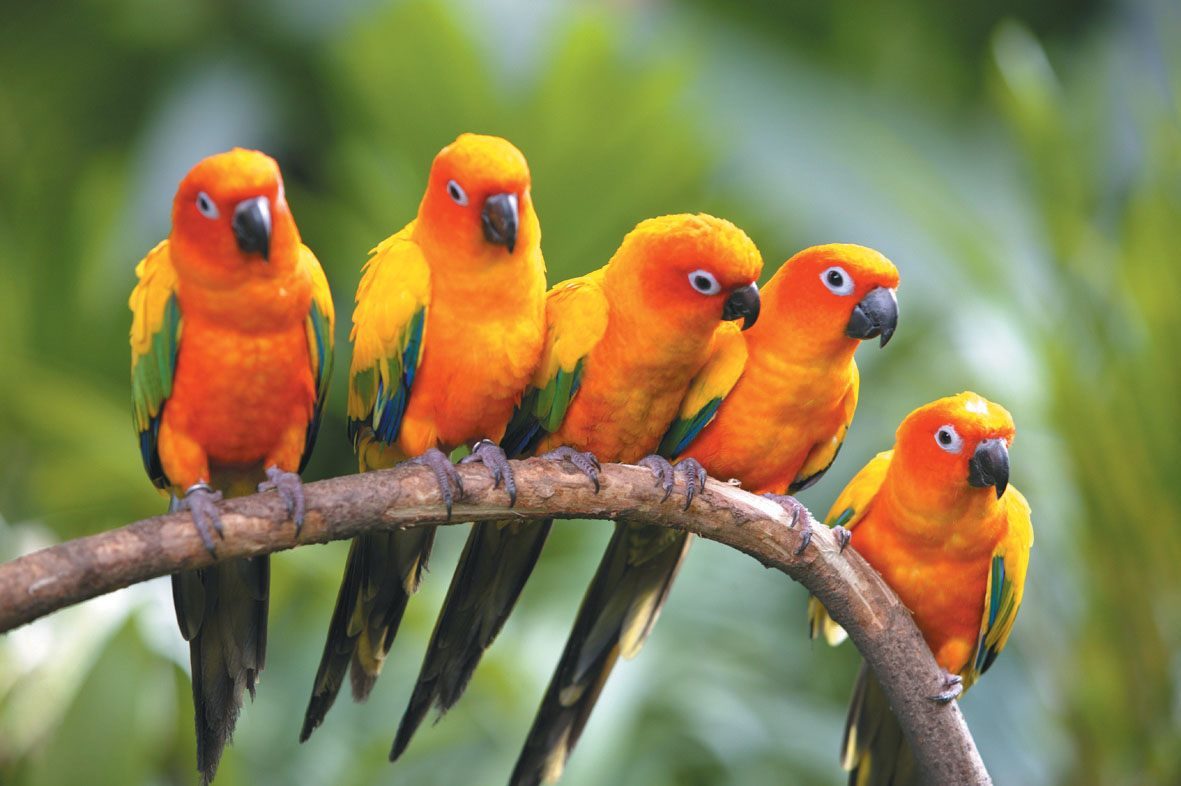 <<<Cuéntame un cuento que no sepa...>>> Fondo-de-pajaros-exoticos