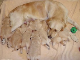 SALUD - ¿Cuándo separar al cachorro de su madre?  FondoCamadaLabradores