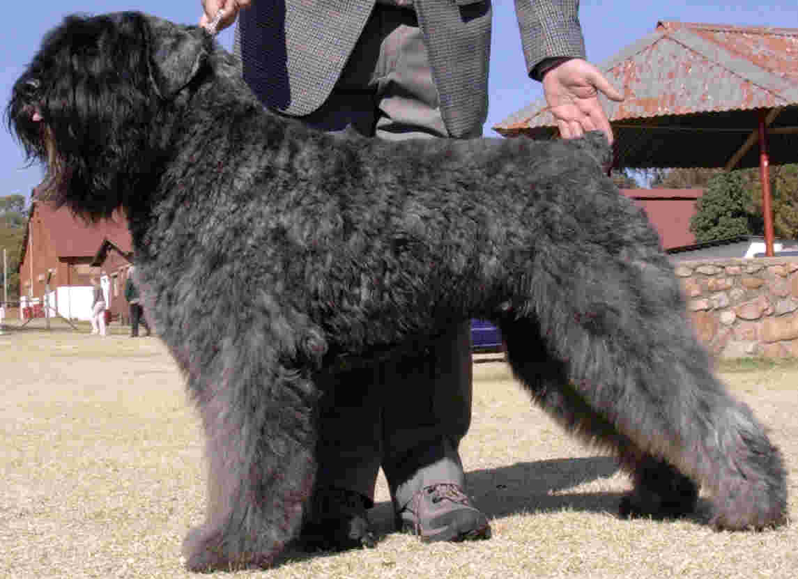 Boyero de Flandes (Bouvier des Flandres) Boyero-de-flandes2