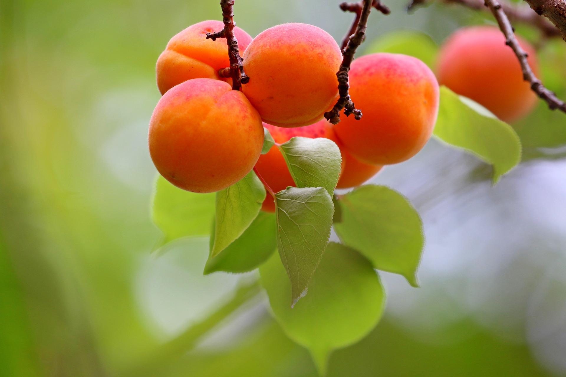 *Un Saint, un Miracle* : Saint Jean-Joseph de la Croix : l’abricotier miraculeux Apricot-6474717-1920