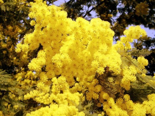 ....anche se in ritardo di un giorno... Mimose