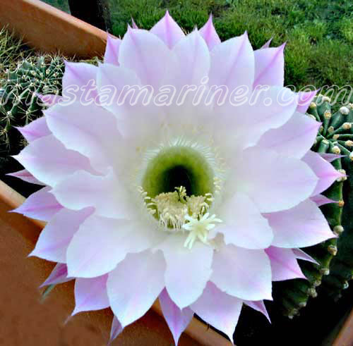 Hoa gì đây nhỉ? Cactus-flower_01