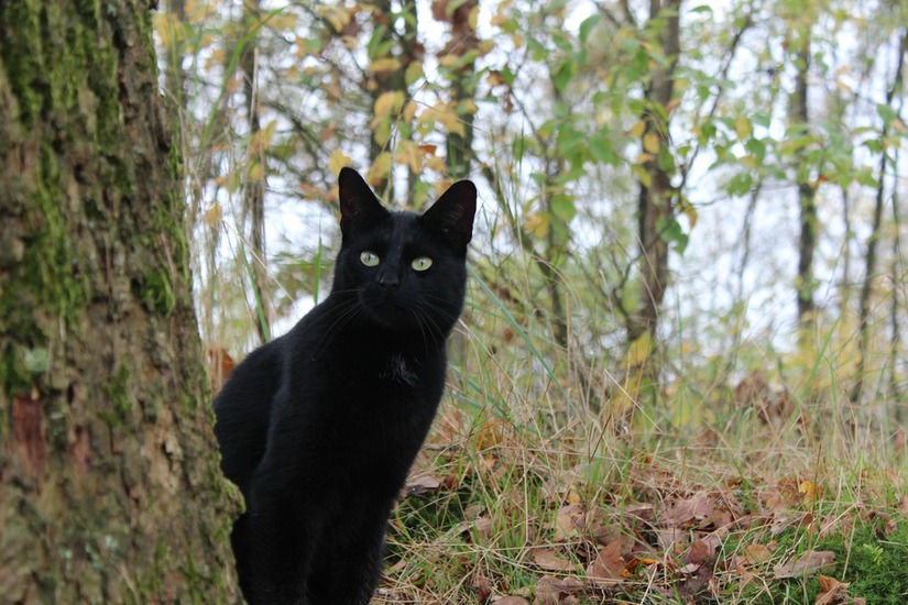 Bekijk een karakter blad Snickers-zwarte-kat-in-het-bos