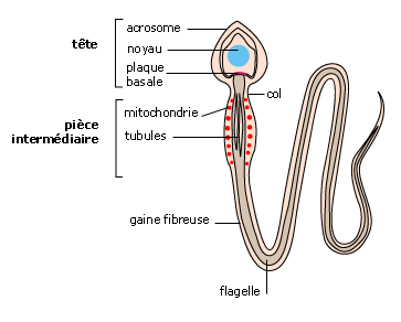 Le spermatozoïde 18349