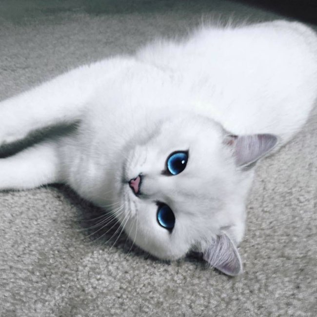 La voix des astres (Nuage Lunaire) Coby-the-cat-chat-blanc-yeux-bleus-1