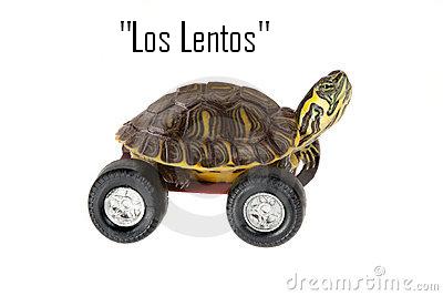 Fin del Ablande..!! Una Nueva Etapa Comienza..!  Tortuga