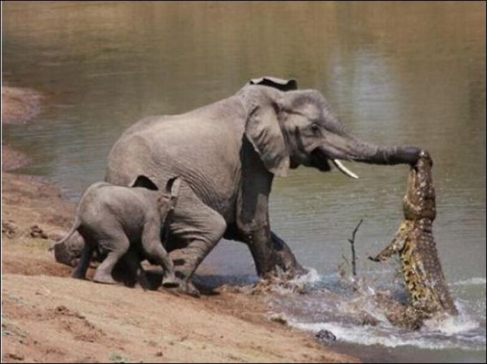 mangueira rota  Elefante_vs_crocodilo_02