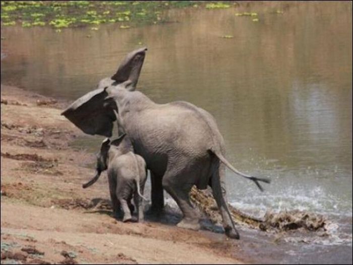 mangueira rota  Elefante_vs_crocodilo_03