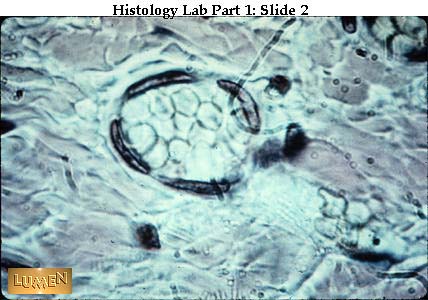 صور طبية هيستولوجى - Histology Hl1-02