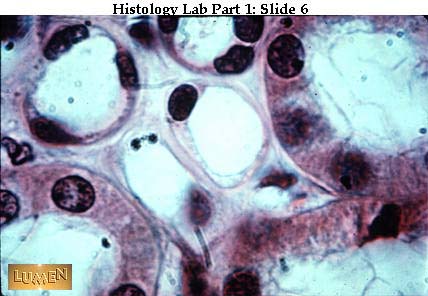صور طبية هيستولوجى - Histology Hl1-06