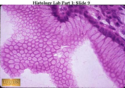 صور طبية هيستولوجى - Histology Hl1-09