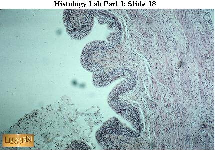 صور طبية هيستولوجى - Histology Hl1-18