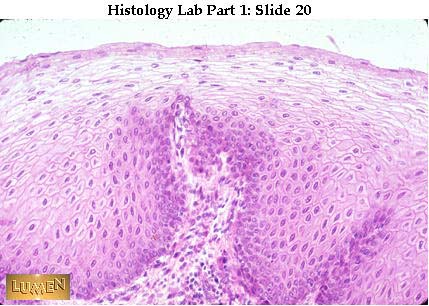 صور طبية هيستولوجى - Histology Hl1-20