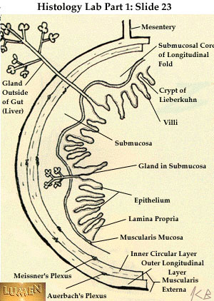 صور طبية هيستولوجى - Histology Hl1-23