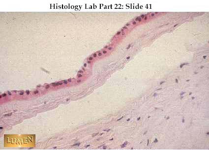 صور طبية هيستولوجى - Histology Hl10A-41