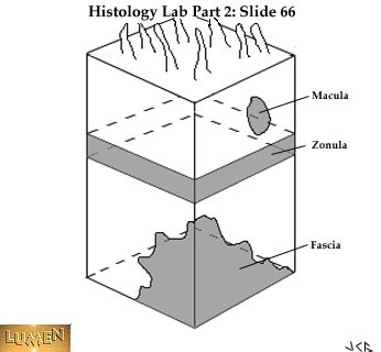 صور طبية هيستولوجى - Histology Hl1A-66