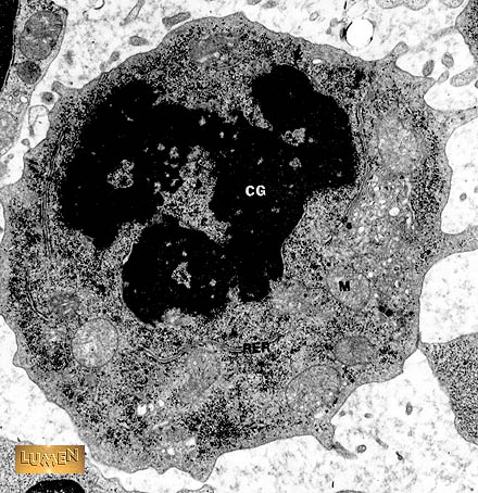 صور طبية هيستولوجى - Histology Hl1a-81