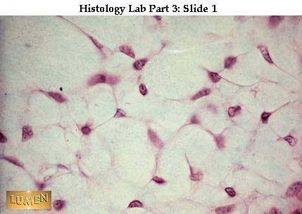 صور طبية هيستولوجى - Histology Hl2-01