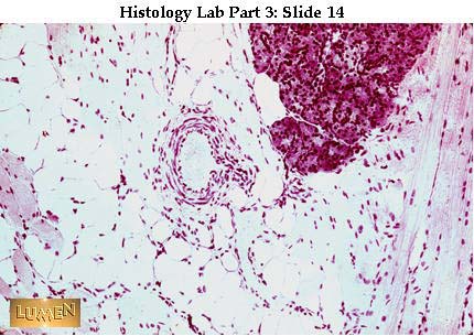 صور طبية هيستولوجى - Histology Hl2-14