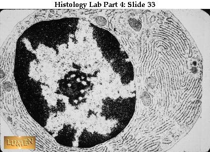 صور طبية هيستولوجى - Histology Hl2A-33