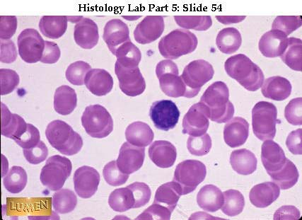 صور طبية هيستولوجى - Histology Hl2B-54