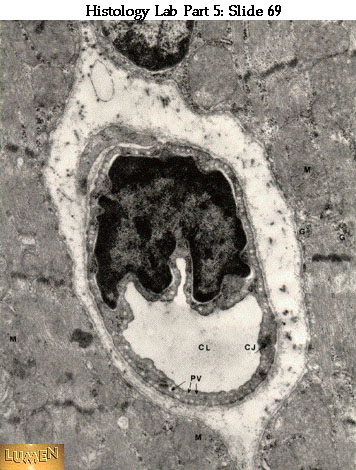 صور طبية هيستولوجى - Histology Hl2B-69