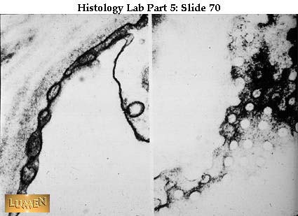 صور طبية هيستولوجى - Histology Hl2B-70