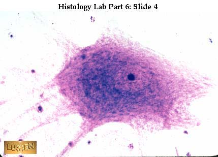 صور طبية هيستولوجى - Histology Hl3-04