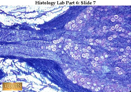 صور طبية هيستولوجى - Histology Hl3-07