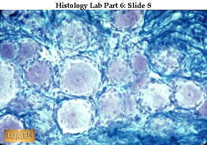 صور طبية هيستولوجى - Histology Hl3-08