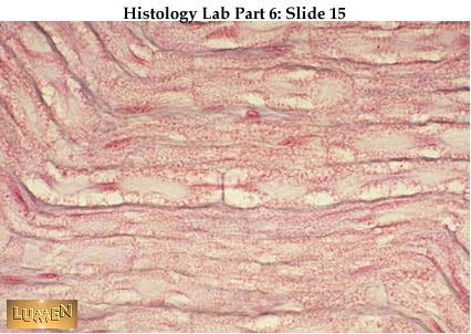 صور طبية هيستولوجى - Histology Hl3-15