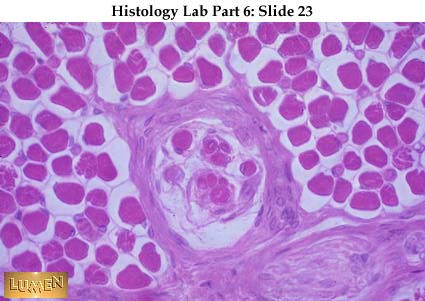 صور طبية هيستولوجى - Histology Hl3-23