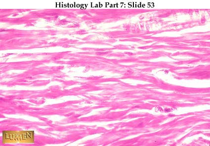 صور طبية هيستولوجى - Histology Hl3A-53