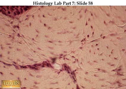 صور طبية هيستولوجى - Histology Hl3A-58