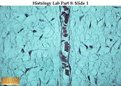 صور طبية هيستولوجى - Histology Hl4-01