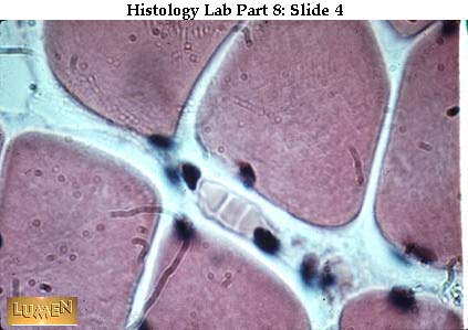 صور طبية هيستولوجى - Histology Hl4-04