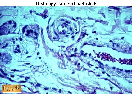 صور طبية هيستولوجى - Histology Hl4-08