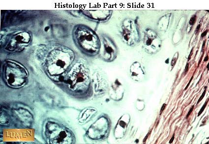 صور طبية هيستولوجى - Histology Hl4A-31