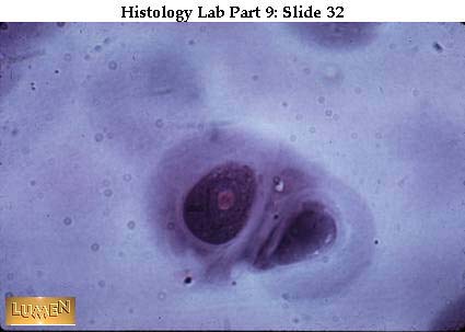 صور طبية هيستولوجى - Histology Hl4A-32