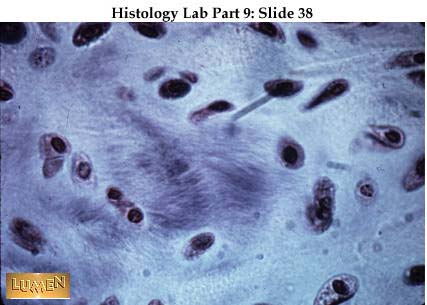 صور طبية هيستولوجى - Histology Hl4A-38