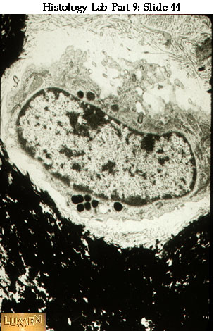 صور طبية هيستولوجى - Histology Hl4A-44