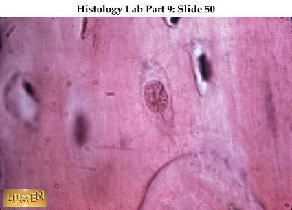 صور طبية هيستولوجى - Histology Hl4A-50