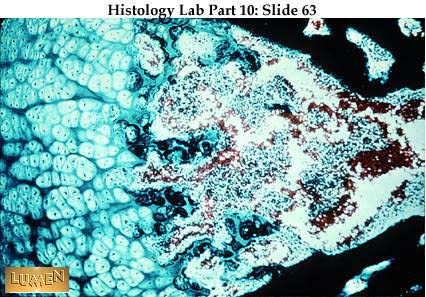 صور طبية هيستولوجى - Histology Hl4B-63