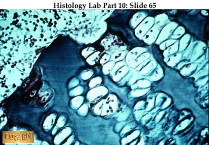 صور طبية هيستولوجى - Histology Hl4B-65