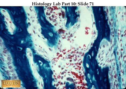 صور طبية هيستولوجى - Histology Hl4B-71