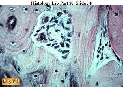 صور طبية هيستولوجى - Histology Hl4B-74