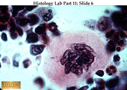 صور طبية هيستولوجى - Histology Hl5-06