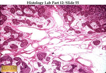 صور طبية هيستولوجى - Histology Hl5A-55