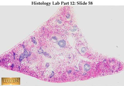 صور طبية هيستولوجى - Histology Hl5A-58