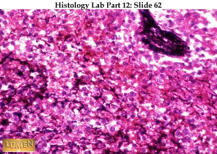 صور طبية هيستولوجى - Histology Hl5A-62